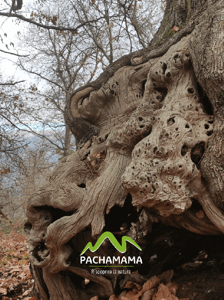 https://www.pachamama-adventure.it/immagini_pagine/193/scogliera-cretacica-fossile-di-rocca-di-cave-partendo-da-genazzano-193-351-600.png