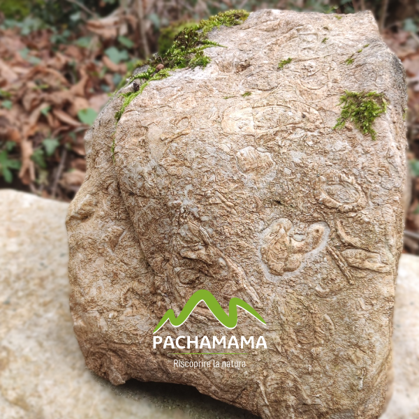 https://www.pachamama-adventure.it/immagini_pagine/193/scogliera-cretacica-fossile-di-rocca-di-cave-partendo-da-genazzano-193.png