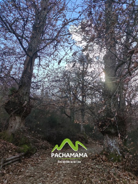 https://www.pachamama-adventure.it/immagini_pagine/202/monumento-naturale-castagneto-prenestino-202-416-600.jpg