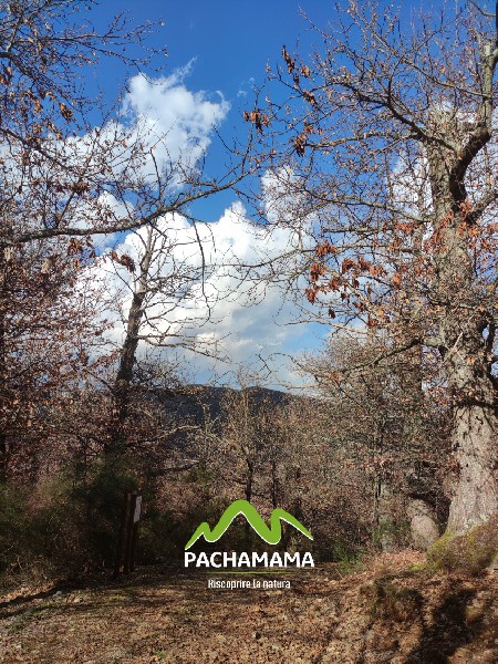 https://www.pachamama-adventure.it/immagini_pagine/202/monumento-naturale-castagneto-prenestino-202-418-600.jpg