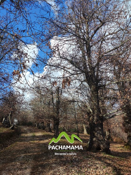 https://www.pachamama-adventure.it/immagini_pagine/202/monumento-naturale-castagneto-prenestino-202-419-600.jpg