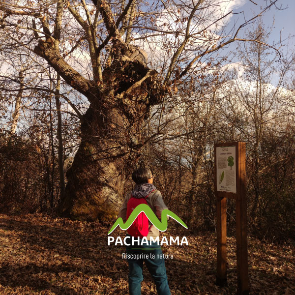 https://www.pachamama-adventure.it/immagini_pagine/202/monumento-naturale-castagneto-prenestino-202.jpg